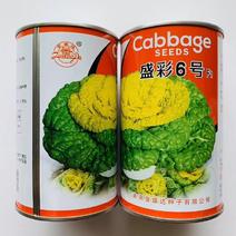 秋冬蔬菜种子金盛达盛彩6号黄心乌菜种子一代杂交耐寒菜籽