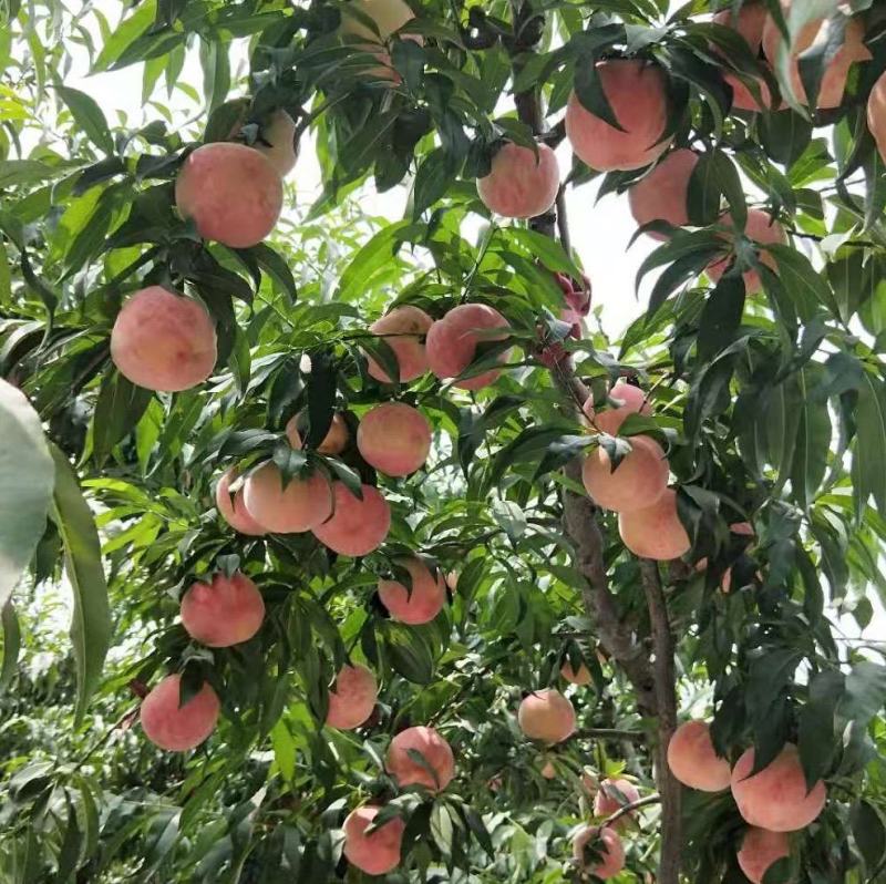 基地直供河北省唐山市丰润万亩桃园欢迎你。货原充足全国发货