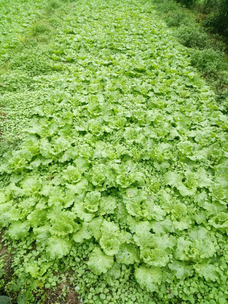 高山毛白菜