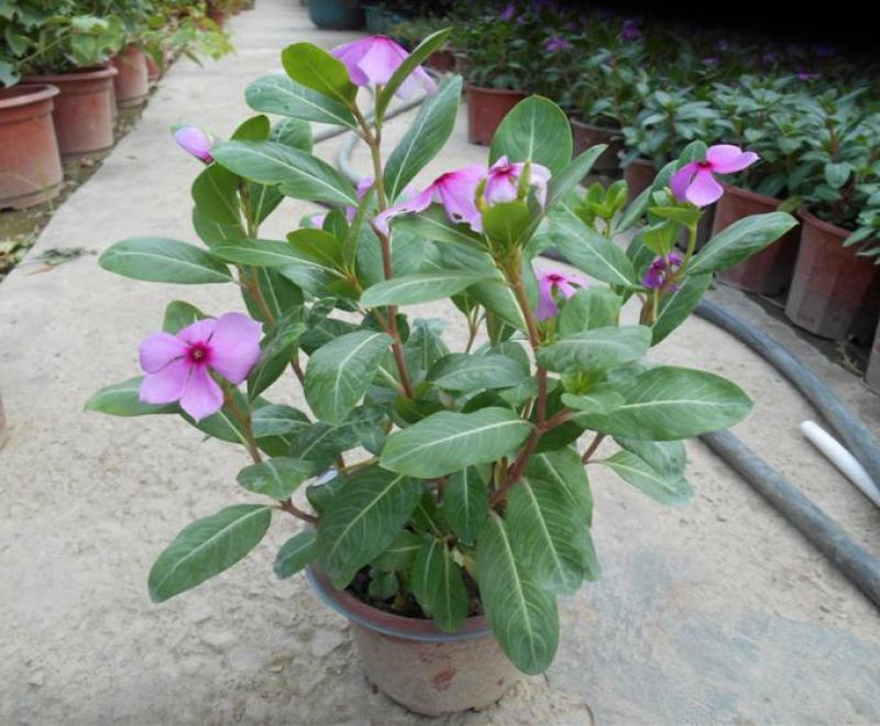 长春花种子日日春四季开花不断易种易活室内阳台盆栽庭院花种