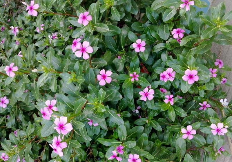 长春花种子日日春四季开花不断易种易活室内阳台盆栽庭院花种