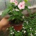 长春花种子日日春四季开花不断易种易活室内阳台盆栽庭院花种