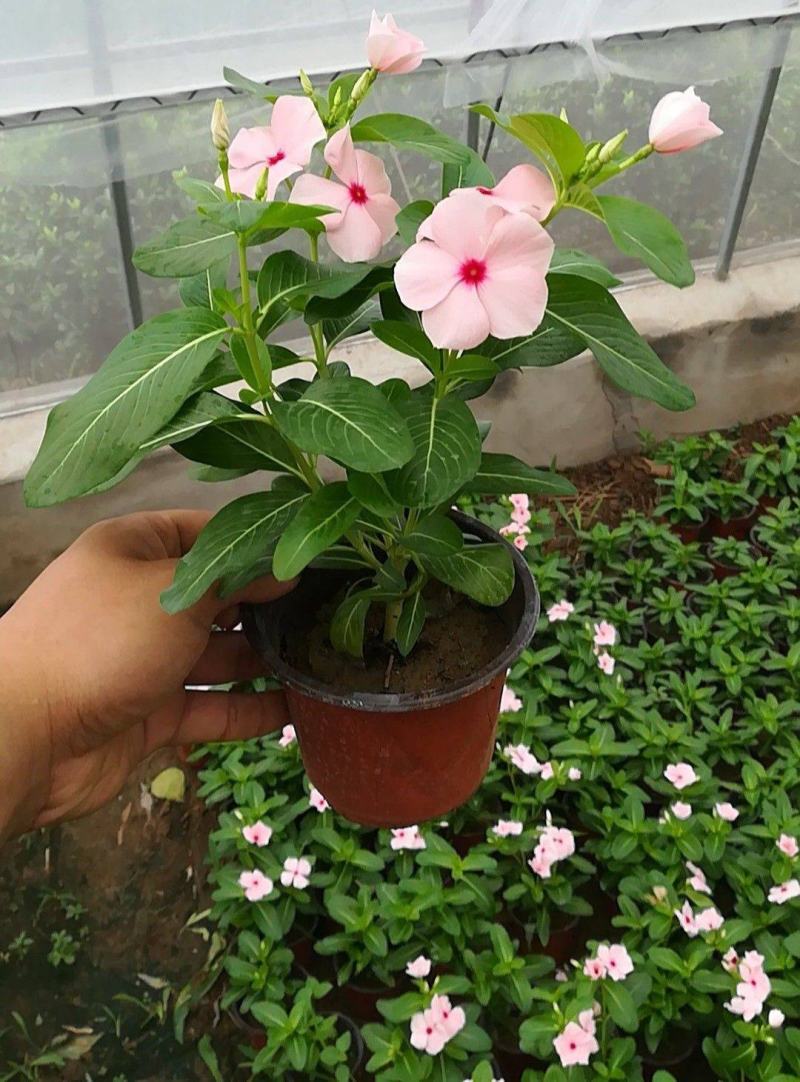 长春花种子日日春四季开花不断易种易活室内阳台盆栽庭院花种