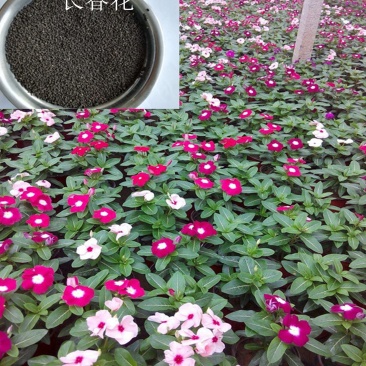 长春花种子日日春四季开花不断易种易活室内阳台盆栽庭院花种