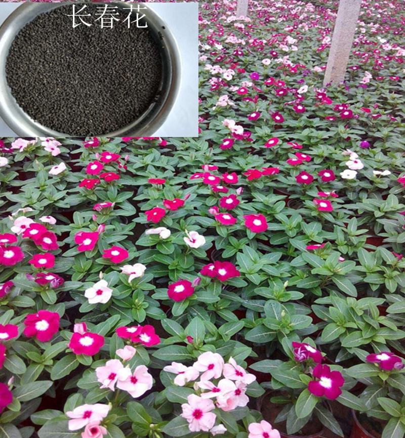 长春花种子日日春四季开花不断易种易活室内阳台盆栽庭院花种