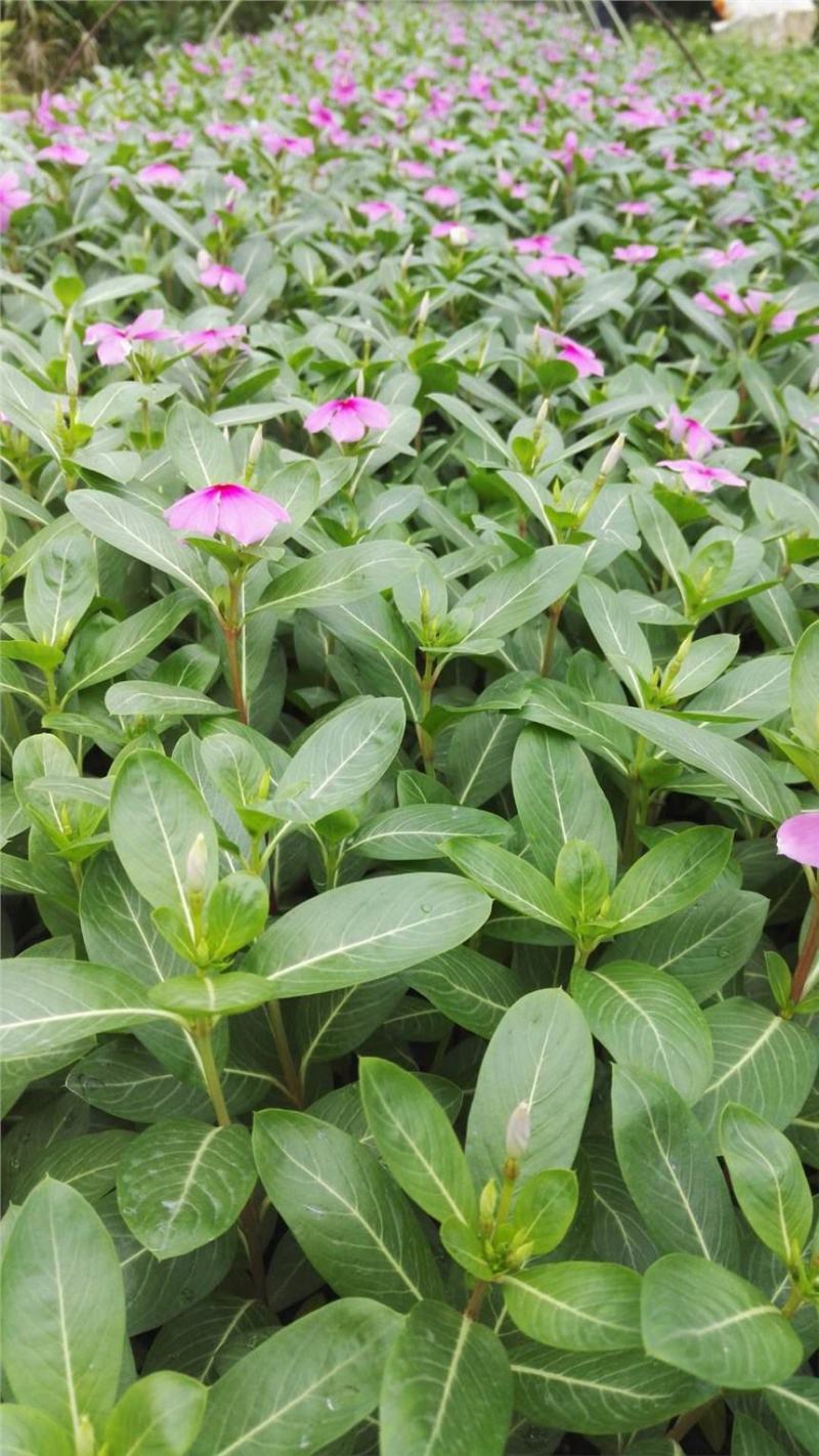 长春花种子日日春四季开花不断易种易活室内阳台盆栽庭院花种