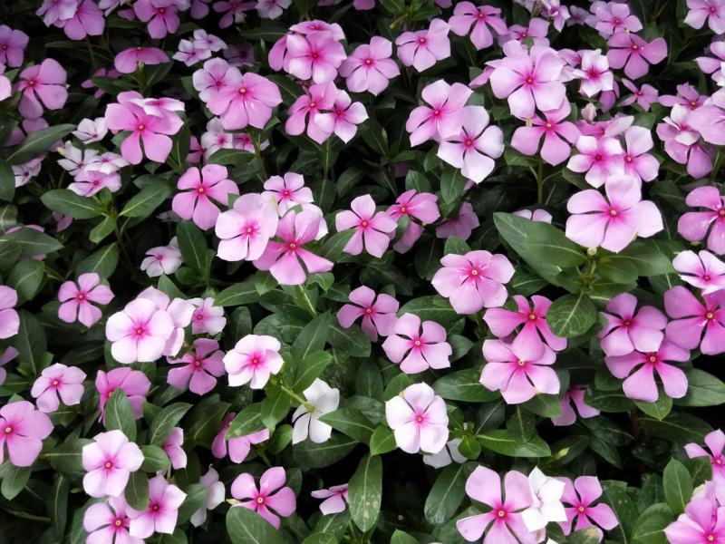 长春花种子日日春四季开花不断易种易活室内阳台盆栽庭院花种