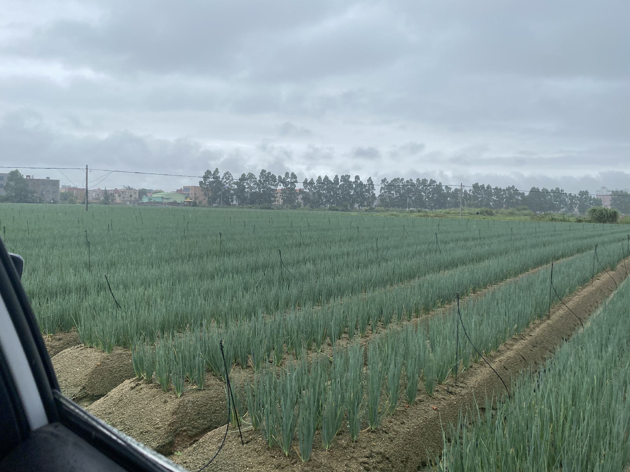 新小洋葱种植基地航拍图