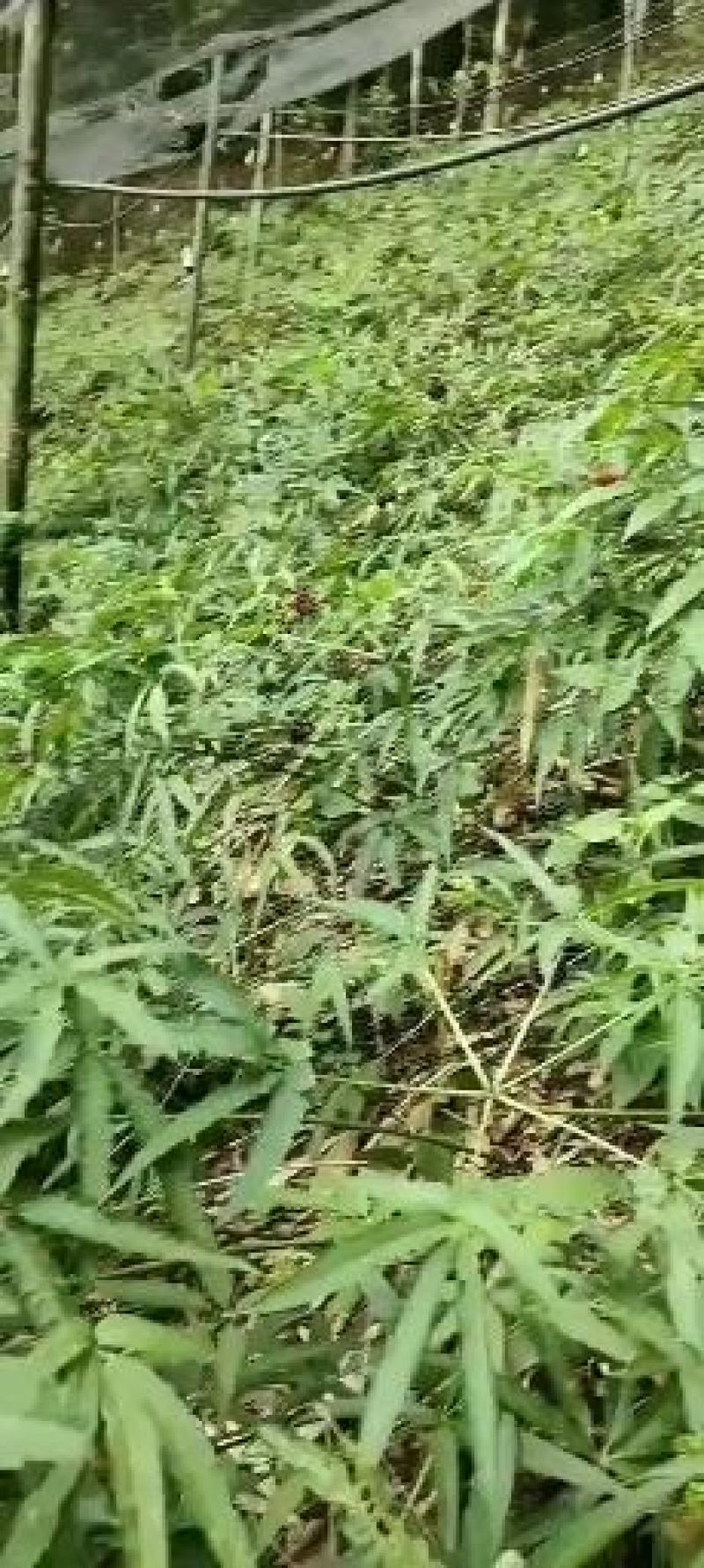 云南竹节参大量上市中，自产自销，品质保证，欢迎电话联系