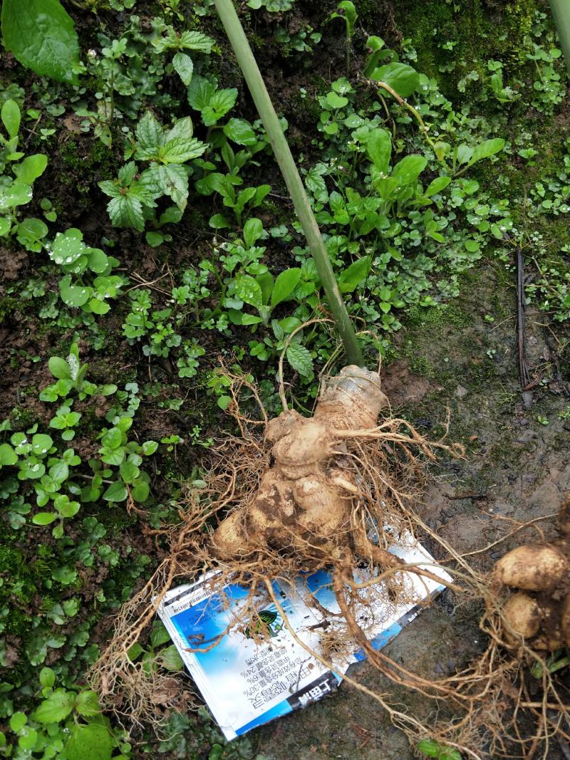 云南竹节参大量上市中，自产自销，品质保证，欢迎电话联系