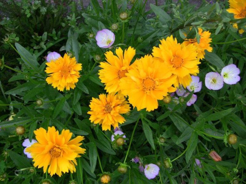 大花金鸡菊种子多年生宿根耐寒花草景观园林花海绿化