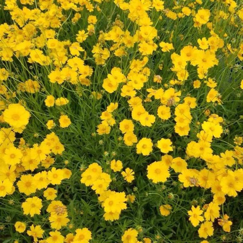 大花金鸡菊种子多年生宿根耐寒花草景观园林花海绿化