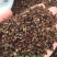 大花金鸡菊种子多年生宿根耐寒花草景观园林花海绿化