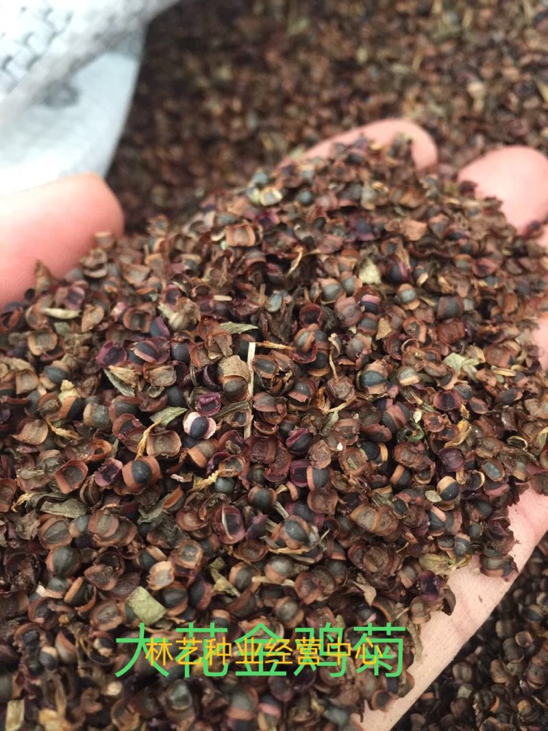 大花金鸡菊种子多年生宿根耐寒花草景观园林花海绿化