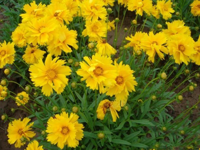 大花金鸡菊种子多年生宿根耐寒花草景观园林花海绿化
