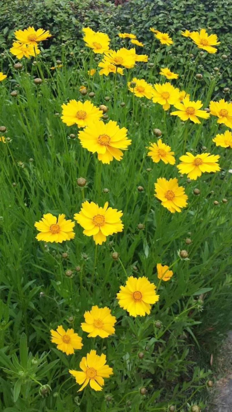 大花金鸡菊种子多年生宿根耐寒花草景观园林花海绿化