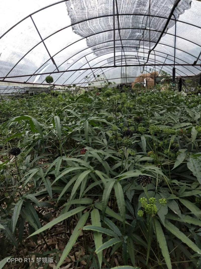 竹节参种苗，种植最佳时节自产自销