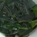 裙带菜中大号