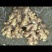 小黄姜