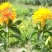 纯正藏红花种籽红花种子红花籽草红花籽四季种植阳台庭院花卉