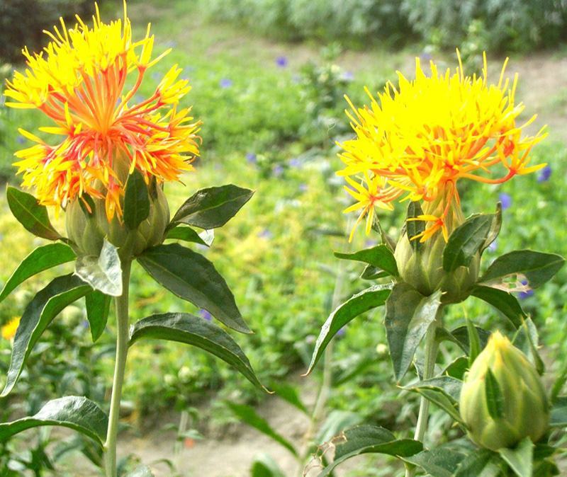 纯正藏红花种籽红花种子红花籽草红花籽四季种植阳台庭院花卉