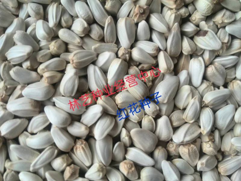 纯正藏红花种籽红花种子红花籽草红花籽四季种植阳台庭院花卉