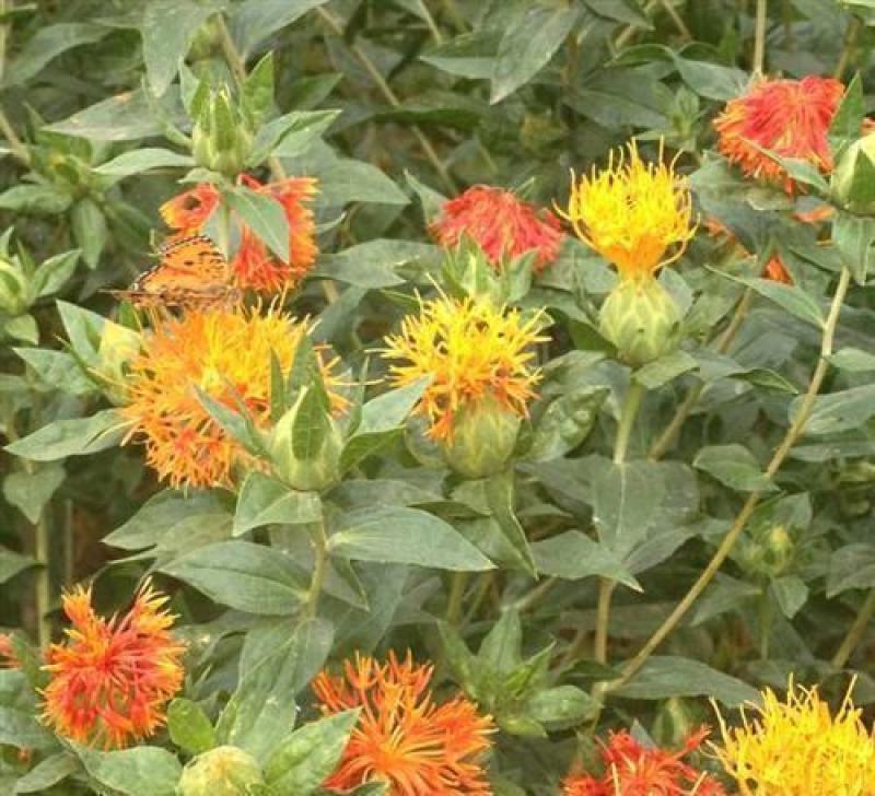 纯正藏红花种籽红花种子红花籽草红花籽四季种植阳台庭院花卉