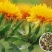 纯正藏红花种籽红花种子红花籽草红花籽四季种植阳台庭院花卉