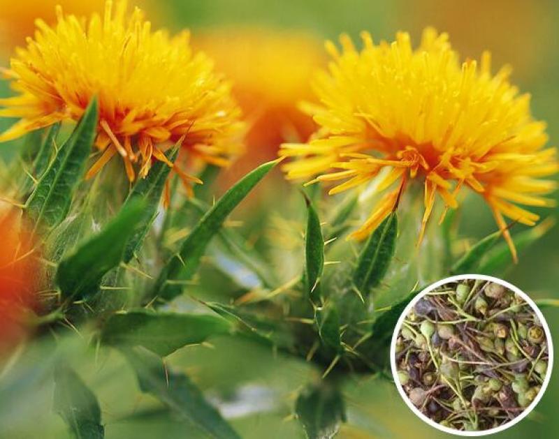 纯正藏红花种籽红花种子红花籽草红花籽四季种植阳台庭院花卉