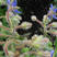 琉璃苣种子蓝色香草花卉花籽阳台庭院盆栽景观绿化种子