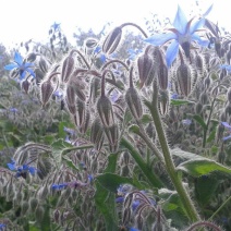 琉璃苣种子蓝色香草花卉花籽阳台庭院盆栽景观绿化种子