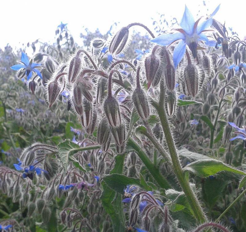 琉璃苣种子蓝色香草花卉花籽阳台庭院盆栽景观绿化种子