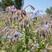 琉璃苣种子蓝色香草花卉花籽阳台庭院盆栽景观绿化种子