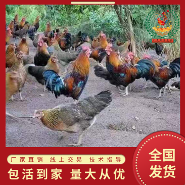 土鸡苗茶花鸡苗厂家直销出壳疫苗包运输路损