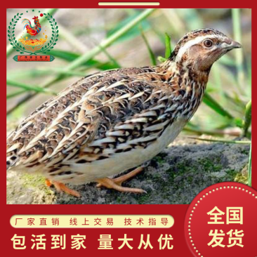 优选鹌鹑苗厂家直销质量保证量大包邮