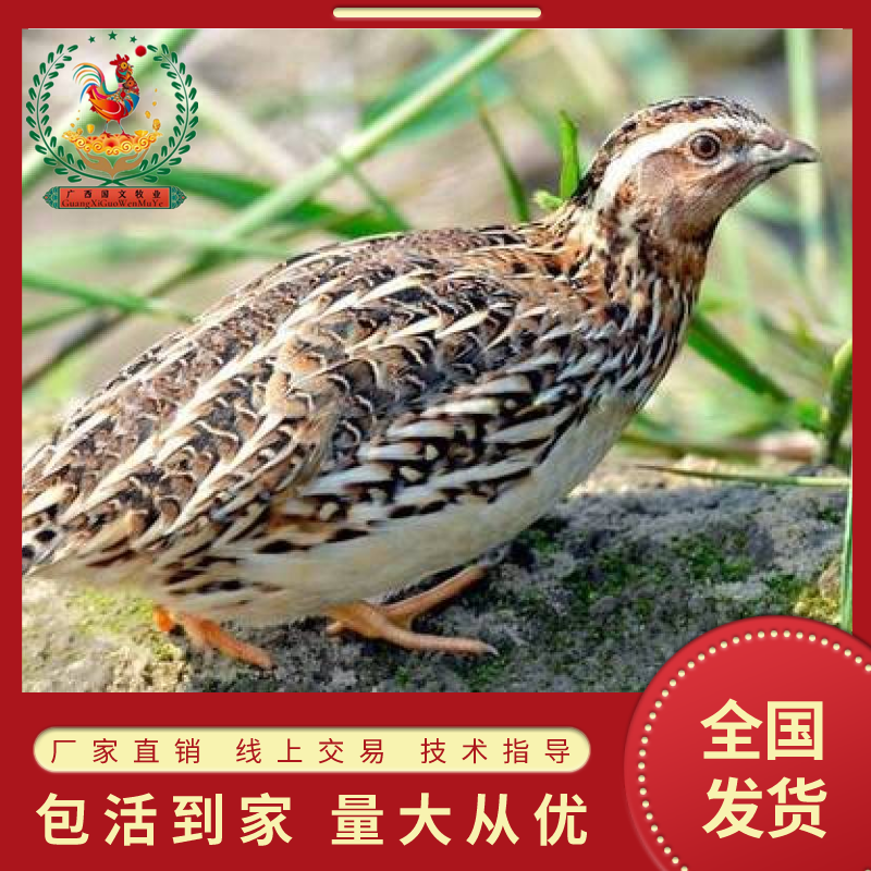 优选鹌鹑苗厂家直销质量保证量大包邮