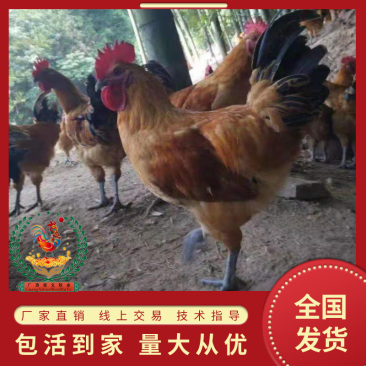土鸡苗红冠乌皮土鸡苗厂家直销、质量保证包运输成活