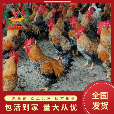 优选红芦花、金芦花鸡苗疫苗齐全厂家直销包活到家