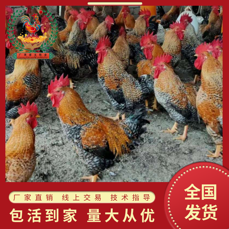 优选红芦花、金芦花鸡苗疫苗齐全厂家直销包活到家