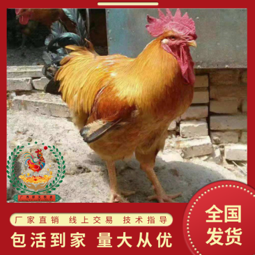 优质快大黄鸡苗厂家直销、质量保证包运输成活