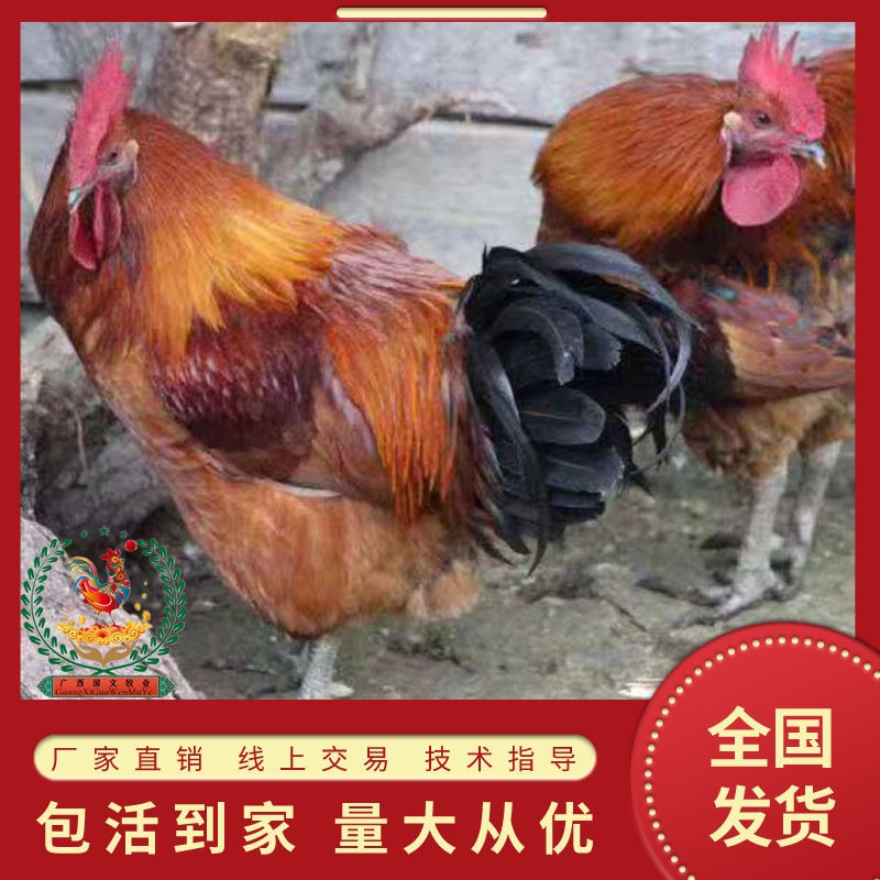 大种青脚麻、铁脚麻鸡苗厂家直销、质量保证包运输成活
