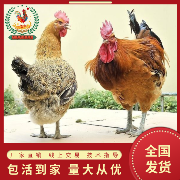 青脚麻鸡苗鸡苗包打疫苗公5斤母3.5斤左右