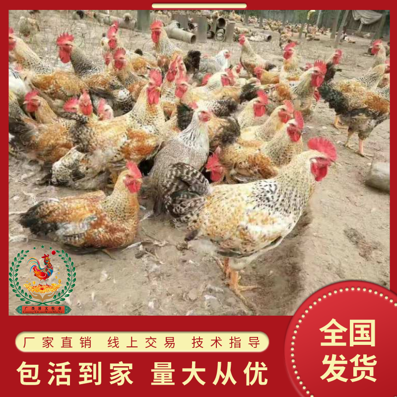 红芦花、金芦花鸡苗/厂家直销、质量保证包运输成活