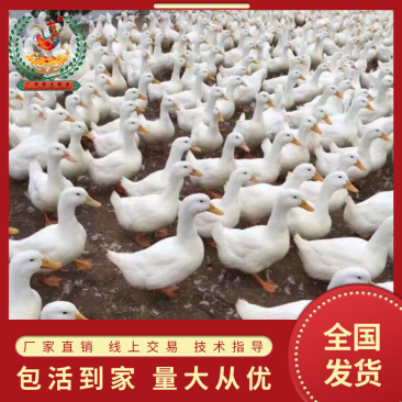 桂柳白鸭苗樱桃谷白鸭苗/厂家直销、质量保证包运输成活