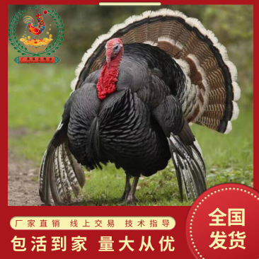 贝蒂娜、青铜火鸡苗/包打疫苗平台交易大型肉鸡苗