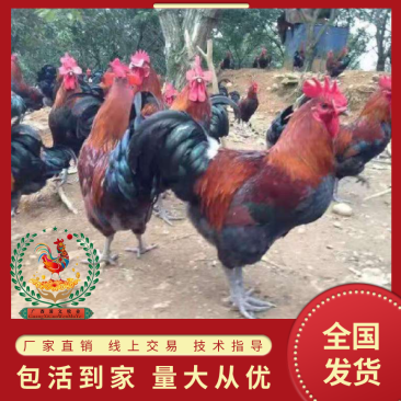 (血毛)土鸡苗/土鸡苗厂家直销、质量保证包运输成
