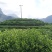 歙县大方茶滴水大方老竹大方黄山毛峰太平猴魁滴水兰香