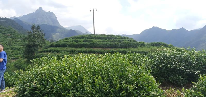 歙县大方茶滴水大方老竹大方黄山毛峰太平猴魁滴水兰香