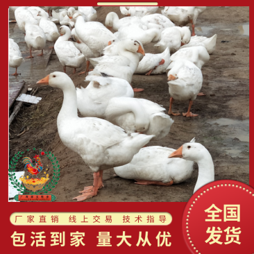 大白鹅鹅苗/厂家直销、质量保证包运输成活