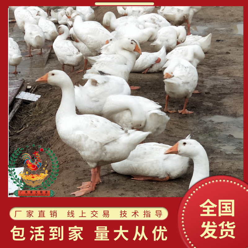大白鹅鹅苗/厂家直销、质量保证包运输成活